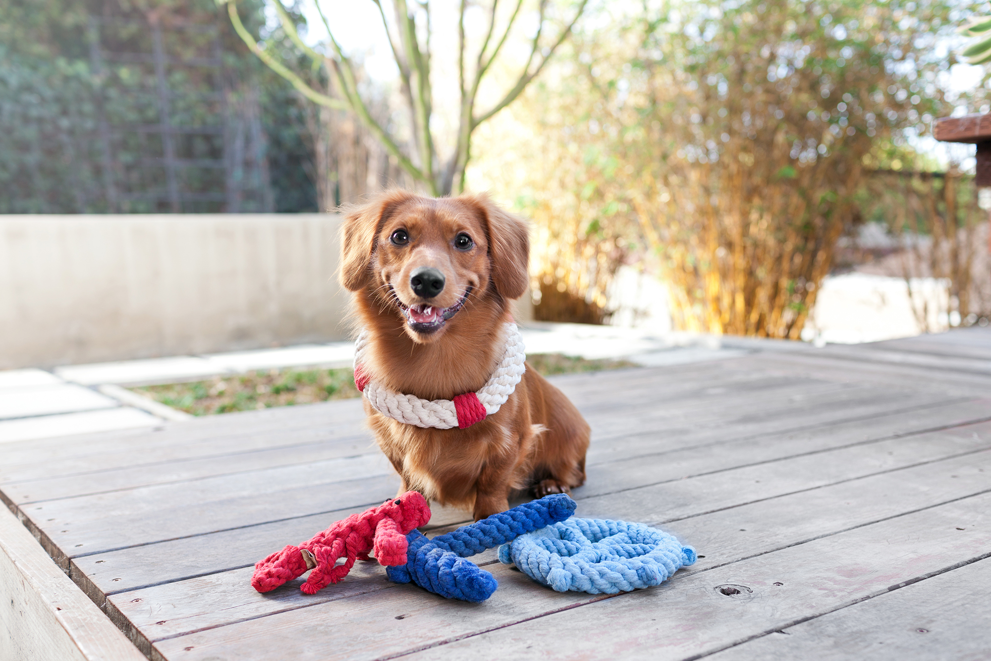 toy-rope-nautical-lifestyle-2000x1333-72dpi-rgb.jpg